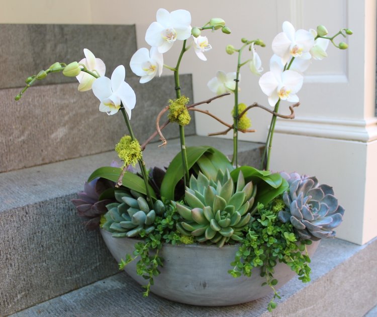Orchids & Succulents | Funeral & Sympathy Flower Delivery