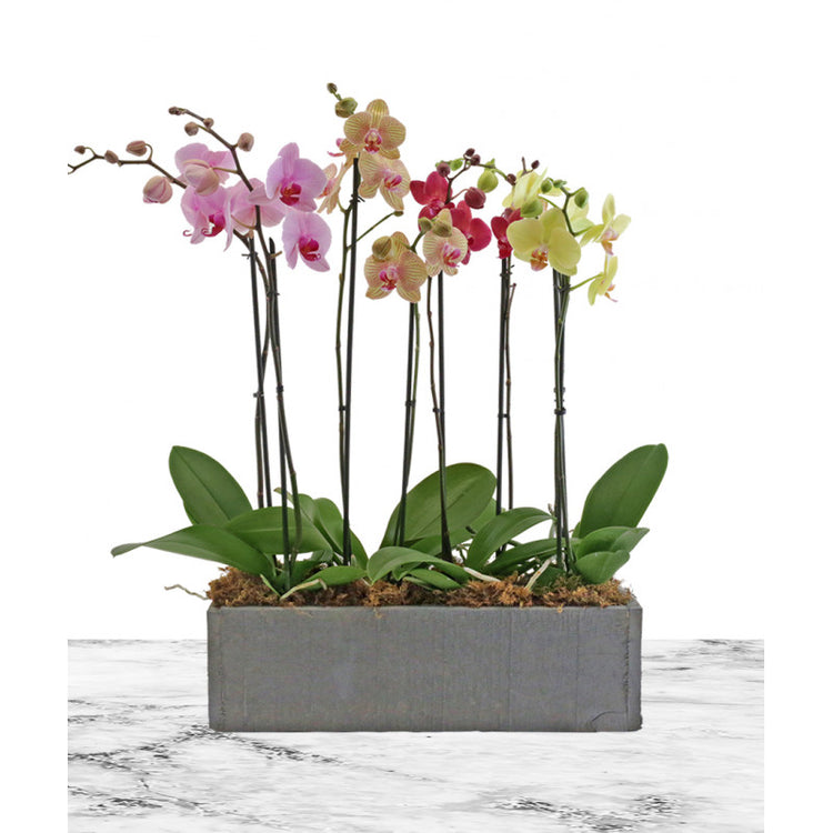 orchid sympathy flowers delivery