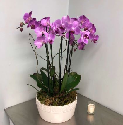 orchid sympathy flowers delivery